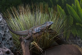 New Blue Iguana Exhibit at WCS’s Bronx Zoo  Features Species Once On the Brink of Extinction